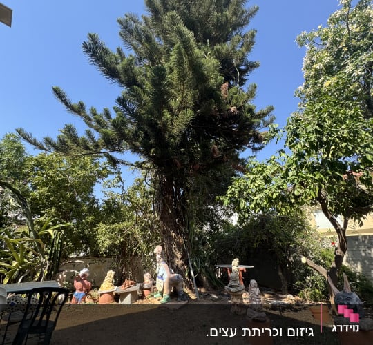 עץ גבוה עם פסלים בגינה, מתאים לגיזום